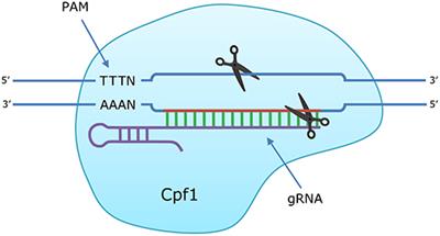 CRISPR/Cas12a-Mediated Gene Editing in Geodia barretti Sponge Cell Culture